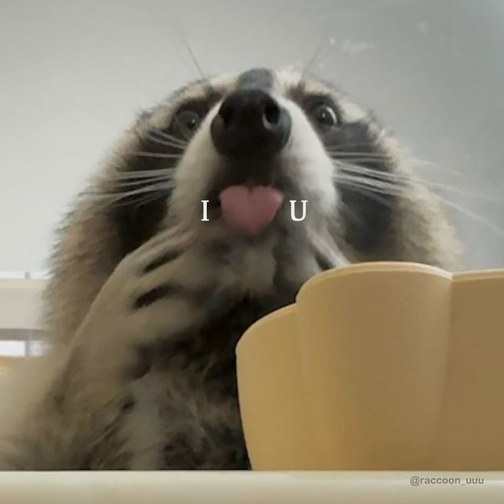 ✎浣熊ฅ՞•ﻌ•՞ฅ tweet media