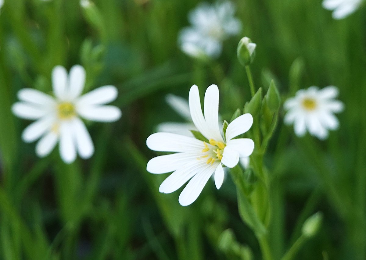 Adriana60147946's tweet image. Nu in bloei: Grote muur. Goedemorgen, prettige dag. #natuur #lente Have a nice day. #nature