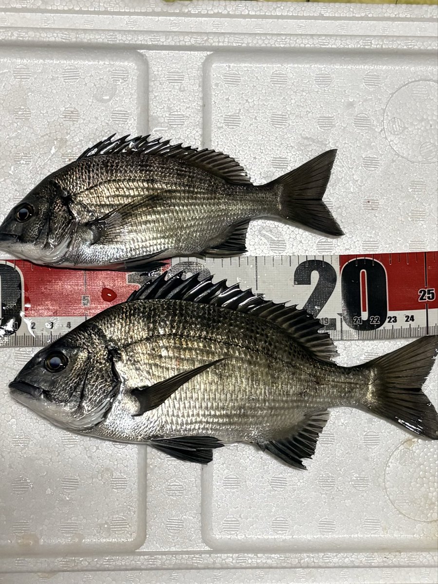 MAX🐤😈◼️ tweet media