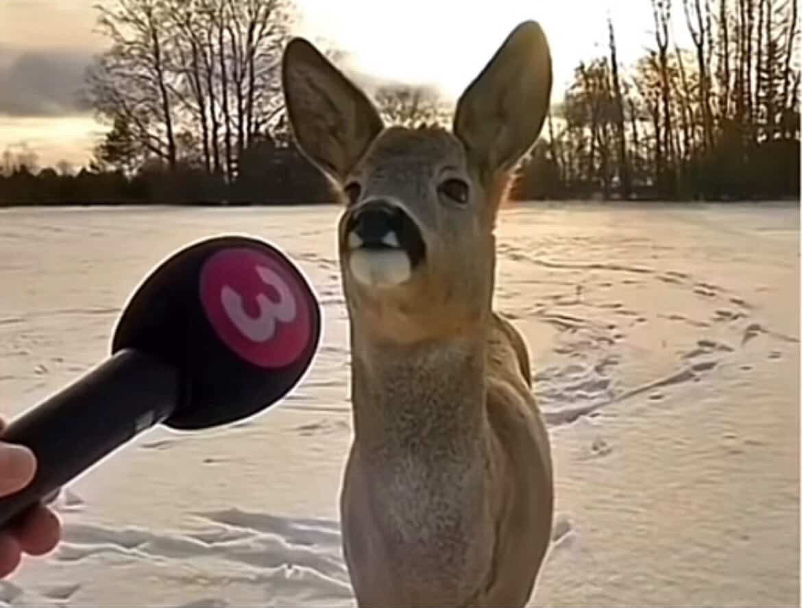 🤫🤑Forcefulllll tweet media