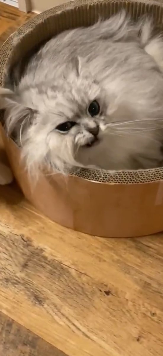 ちゃっはん tweet media