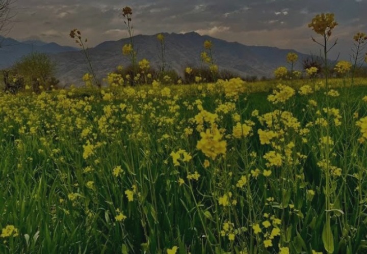 ق فضل الباري وفا tweet media