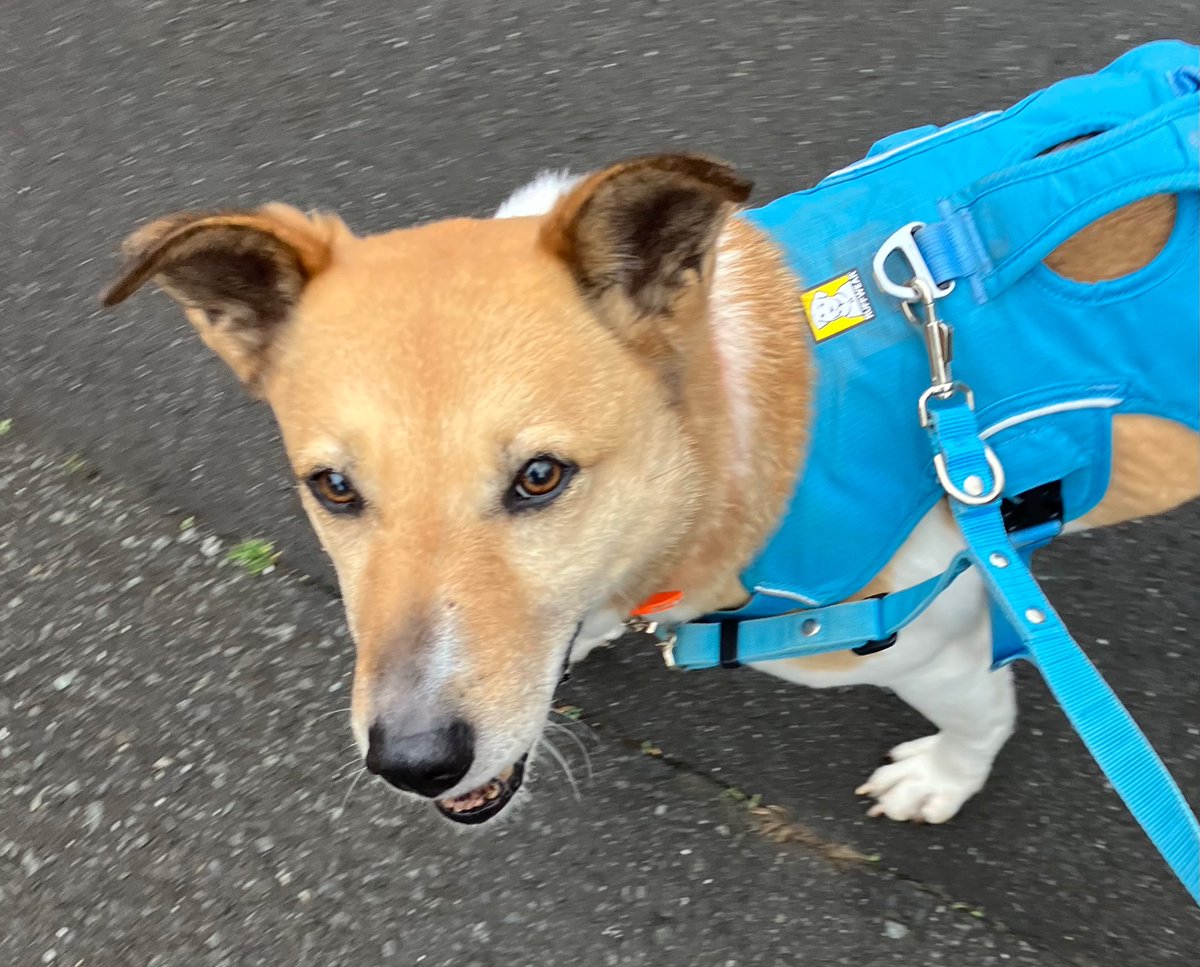 保護犬ルビー tweet media