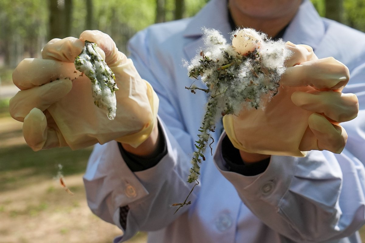 ChinaDaily's tweet image. #Beijing is preserving its poplar and willow trees for their ecological benefits while tackling the #catkin issue with innovative solutions. bit.ly/4cIEM5k