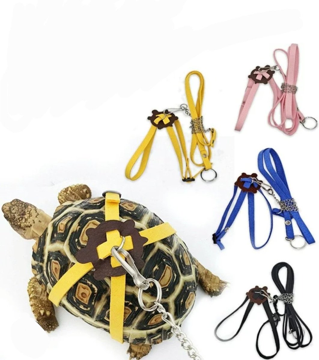 くえ🐢🐢🐢🐢 tweet media