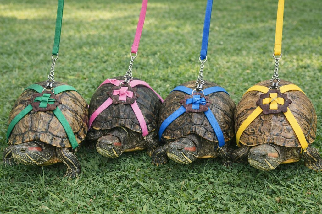 くえ🐢🐢🐢🐢 tweet media