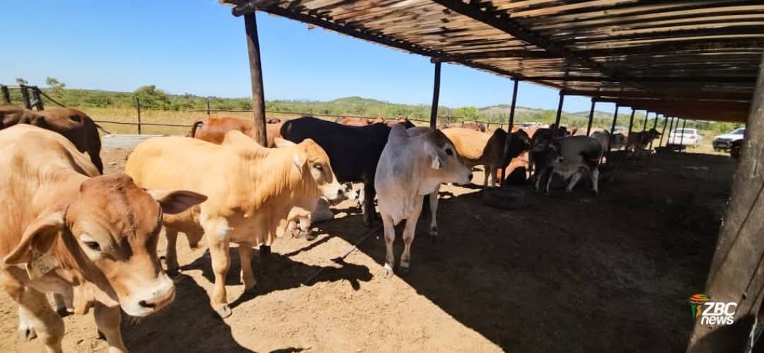 mufarowangu2's tweet image. 🐄📢 **Uplifting Rural Livestock Farmers**
Govt training is boosting productivity through:

✔️ Pen fattening
✔️ Stockfeed production
✔️ Disease management

Better skills = higher incomes &amp;amp; stronger communities. 💪🌾

#Zimbabwe #Farming #Livestock #RuralDevelopment