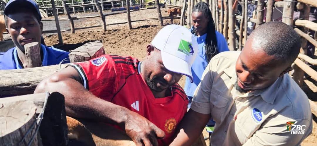 mufarowangu2's tweet image. 🐄📢 **Uplifting Rural Livestock Farmers**
Govt training is boosting productivity through:

✔️ Pen fattening
✔️ Stockfeed production
✔️ Disease management

Better skills = higher incomes &amp;amp; stronger communities. 💪🌾

#Zimbabwe #Farming #Livestock #RuralDevelopment