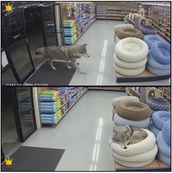 김딸기🍓 tweet media