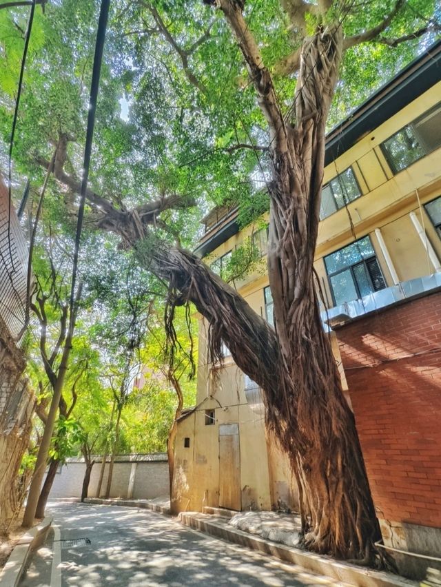 HolaFujian's tweet image. Yantaishan is an old district filled with a blend of European and Chinese-style houses, quiet streets, and picturesque corners perfect for photography. #RefreshingFujian #Scenery For more information, visit: m.tripadvisor.cn/webapp/toplist…