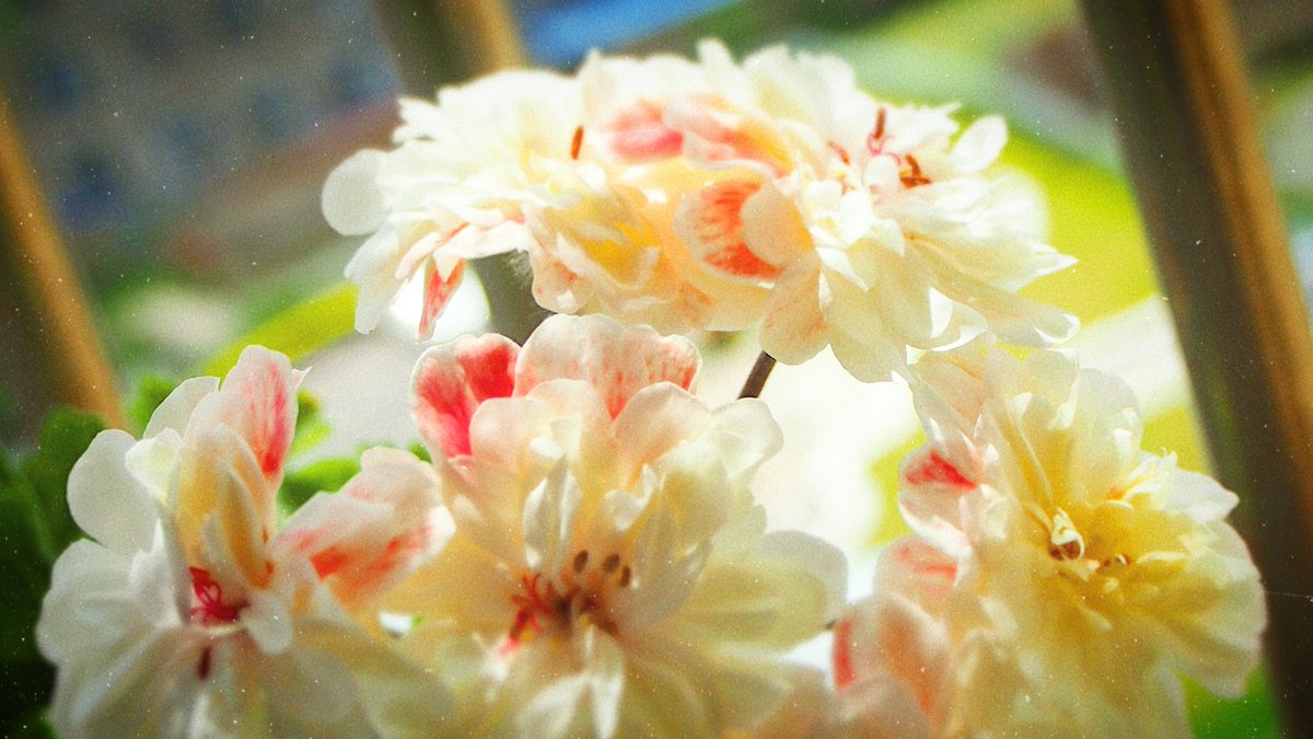 Zeei_0710's tweet photo. 兽系天竺葵——劳拉马乔里。
在阳光下的样子真是灿烂啊
˚ʚ₍ ᐢ. ̫ .ᐢ ₎ɞ˚
#Photography  #Flowers #DrawingReference #ArtReference #BeginnerPhotography #DailySnapshots #Olympus #Geranium #LauraMarjorie https://t.co/GNLDRZRvRn