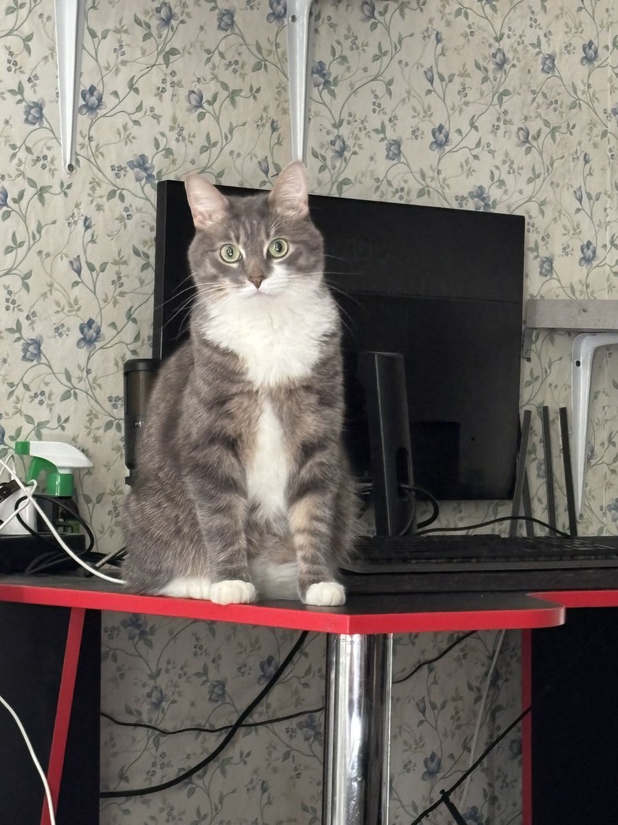 мерзкий инквизитор-полудурок tweet media