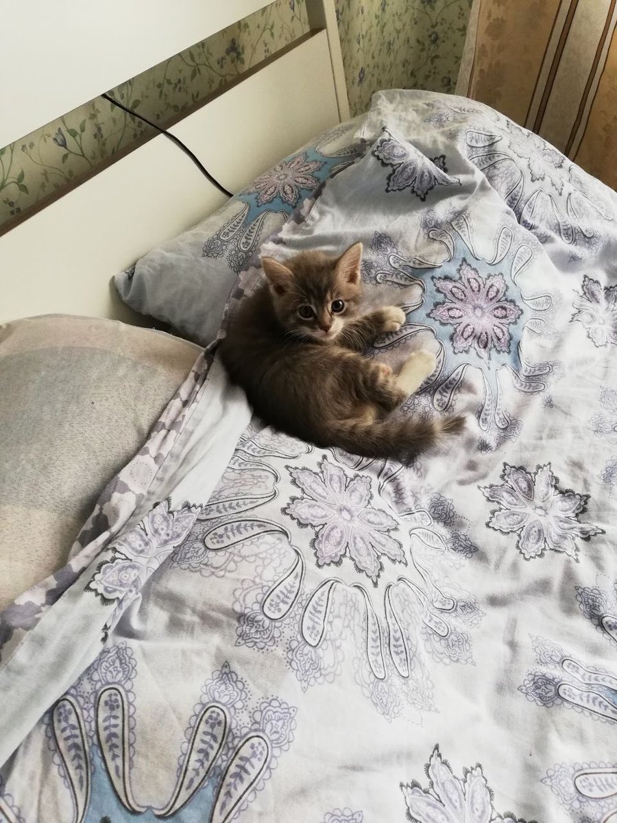 мерзкий инквизитор-полудурок tweet media