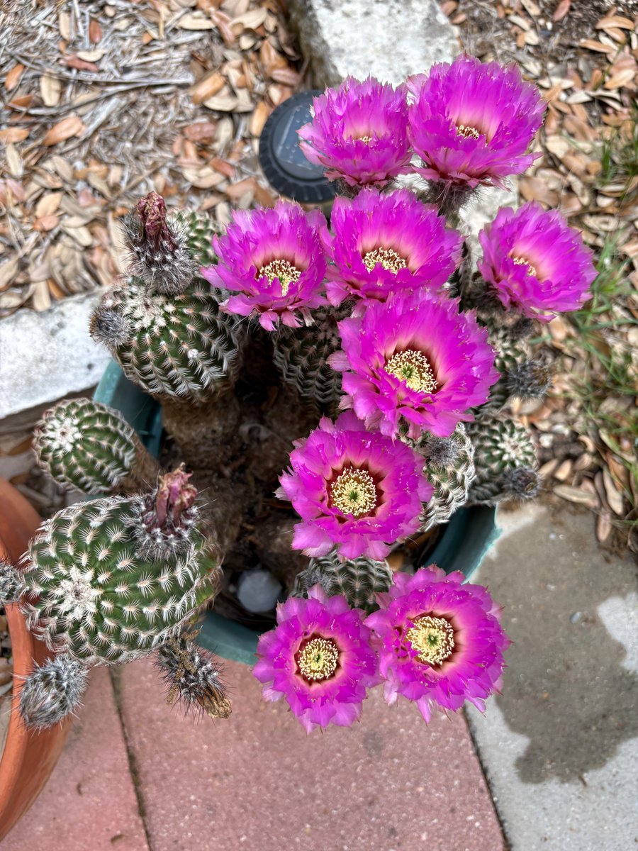 Irish Italian Gal🇺🇸Tx. tweet media