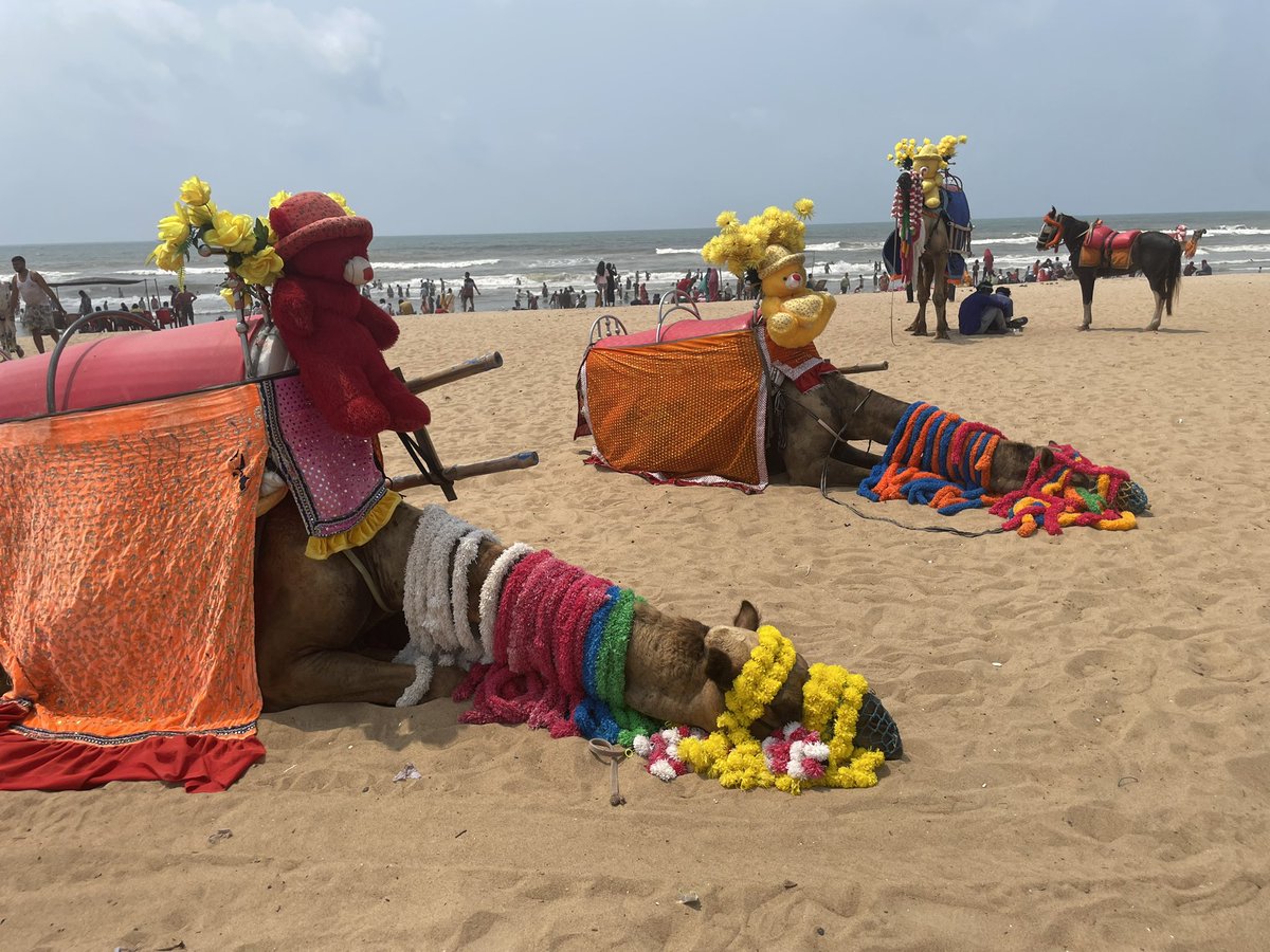 カレー探検家いよちゃん tweet media