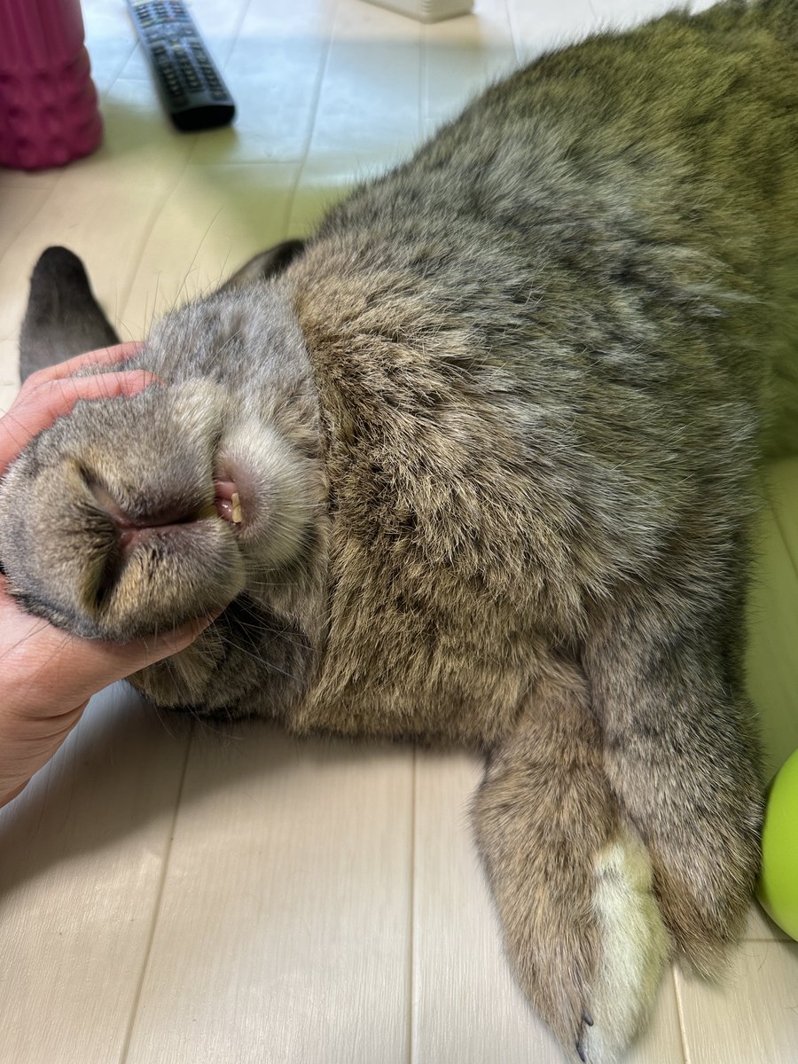 でかうさでかお@ウサギスキー🐇 tweet media