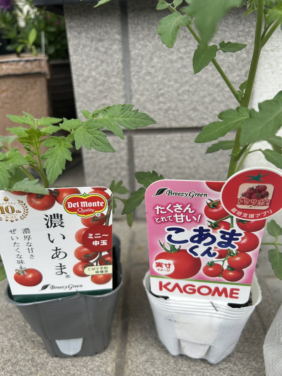 ちょこ tweet media