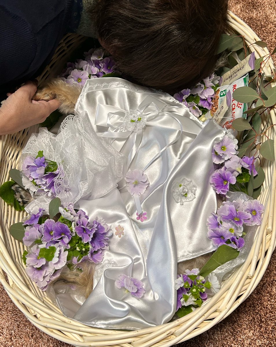 ネロくん tweet media