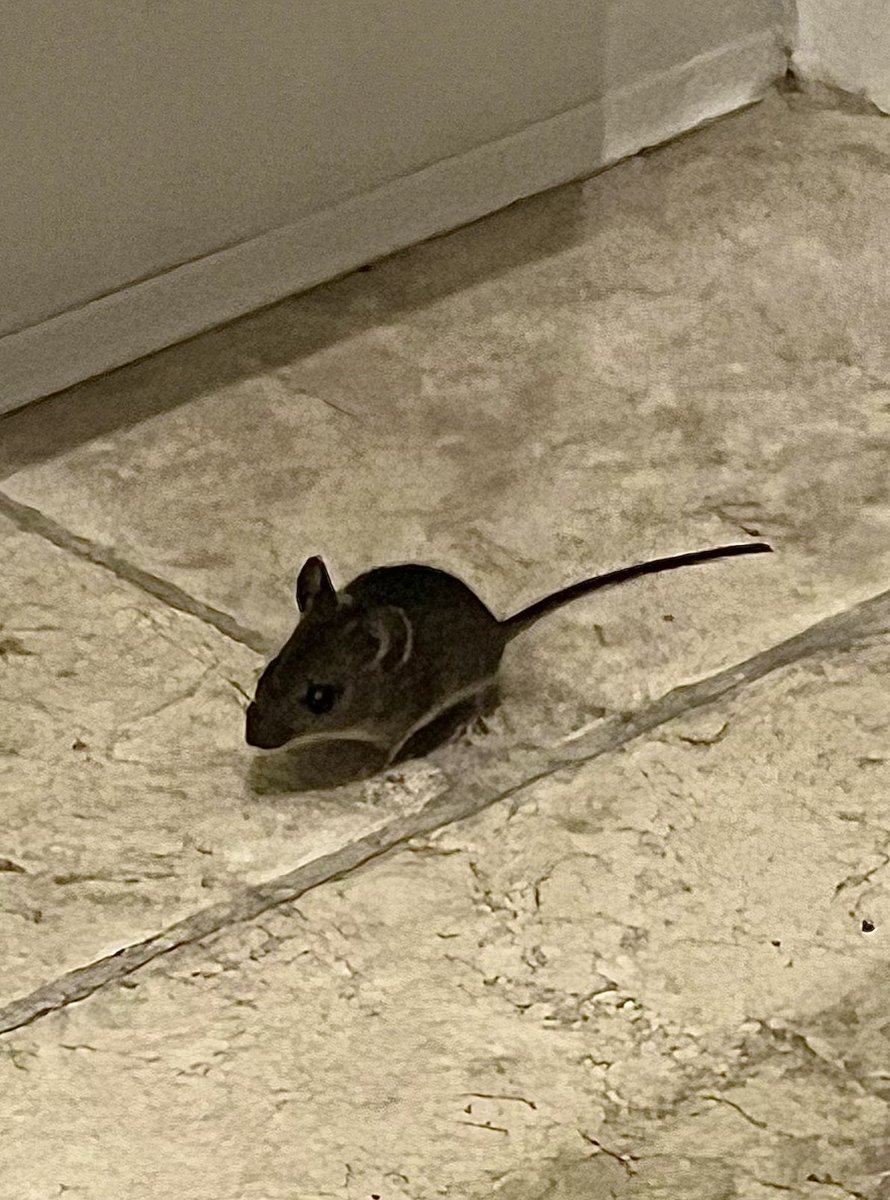 Malcolm & Baby Dog tweet media