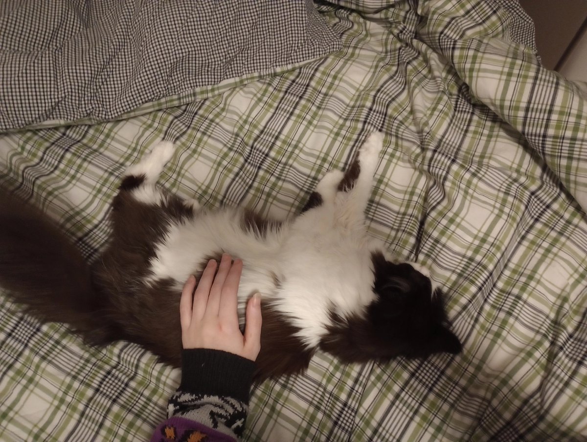 сильв tweet media