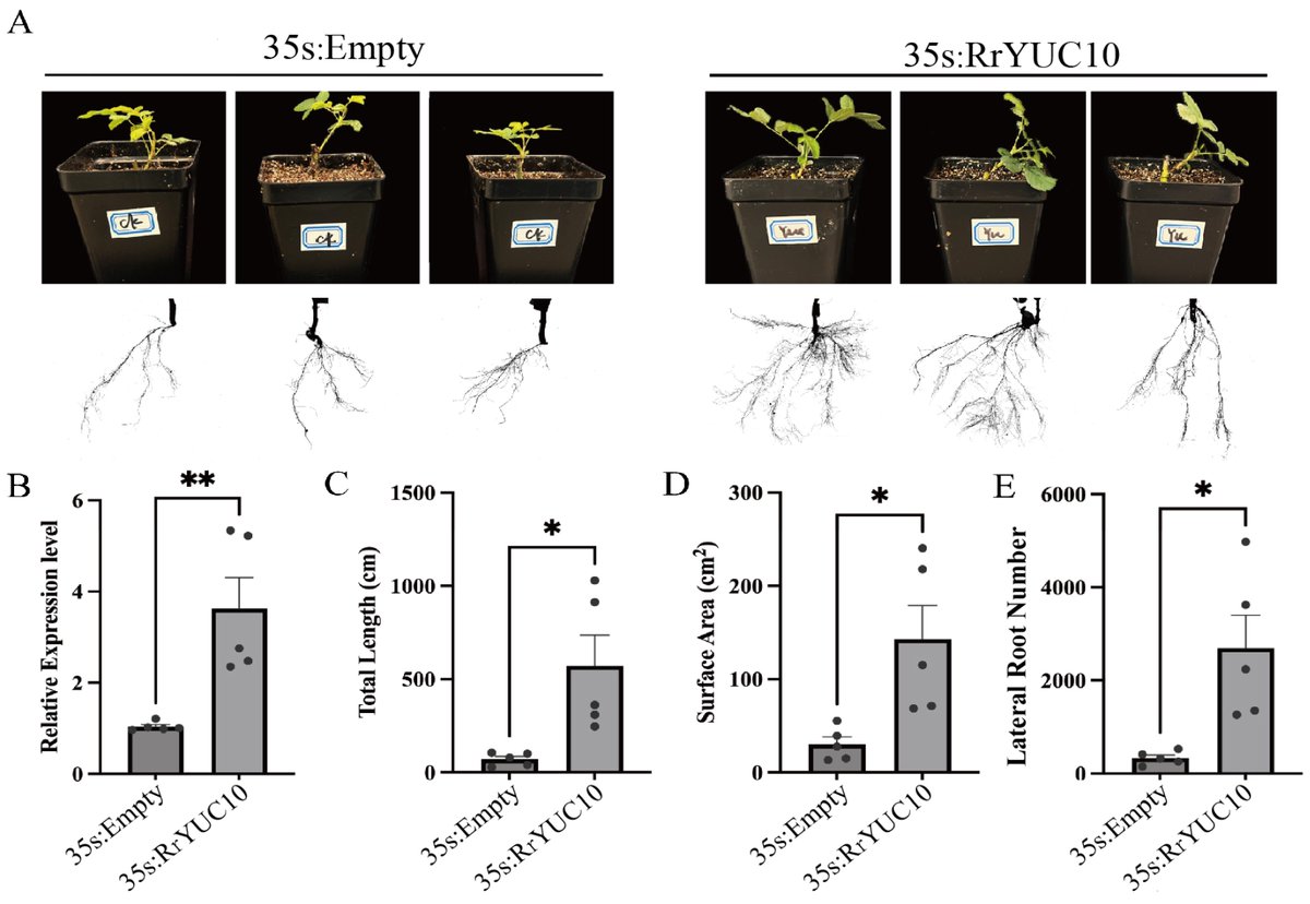 Horticul_MDPI's tweet image. Horticulturae - Editor Choice🍀

📖Title: RrYUC10 Positively Regulates Adventitious #Root Formation in #Rosa #rugosa Stem Cuttings.

✍️Paper written by: Mengjuan Bai et al.

🔗Link: mdpi.com/2311-7524/11/9…

#academic #publishing #MDPI #horticulture #science #scientific