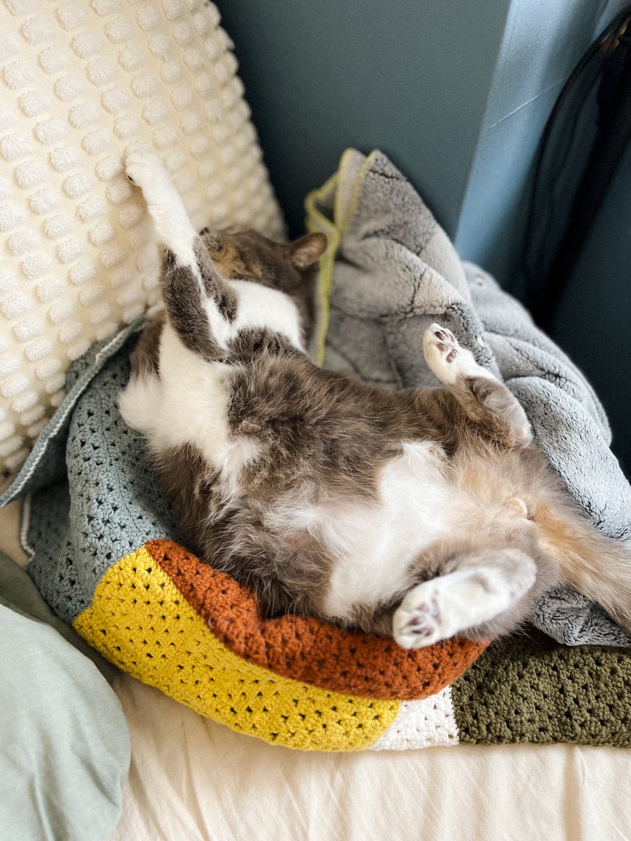 MEG THE CAT tweet media