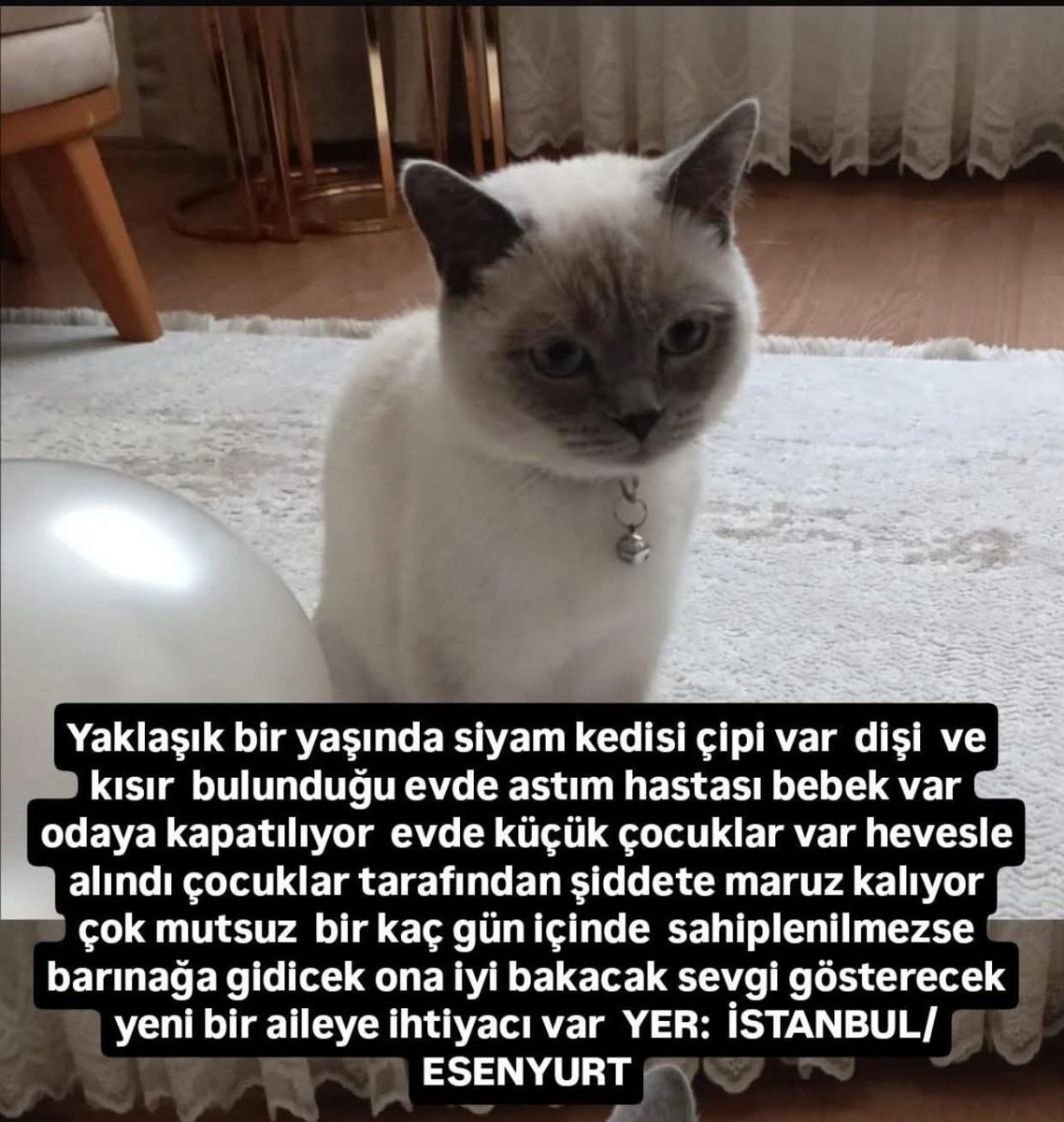 Barınağa vericeklermiş yer Esenyurt 0501 174 91 24