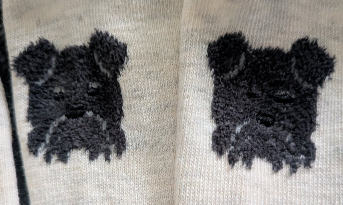 シュナファイブ tweet media