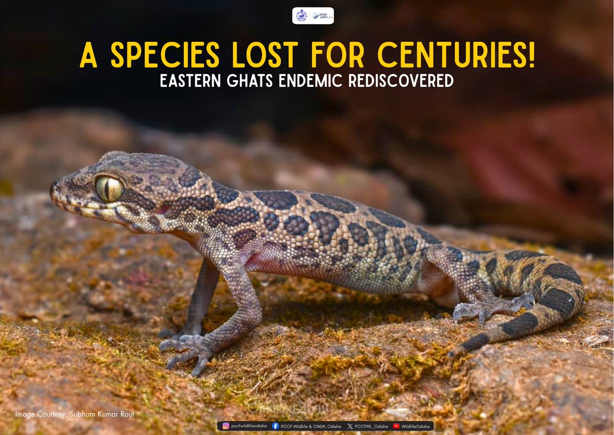PCCFWL_Odisha's tweet image. Once lost to time, found again!

The rare Jeypore ground gecko survives in the shaded heights of the Eastern Ghats. A reminder that nature still holds secrets waiting to be rediscovered 
#wildlifeindia #easternghats #biodiversity #rarespecies #gecko #reptilesofindia