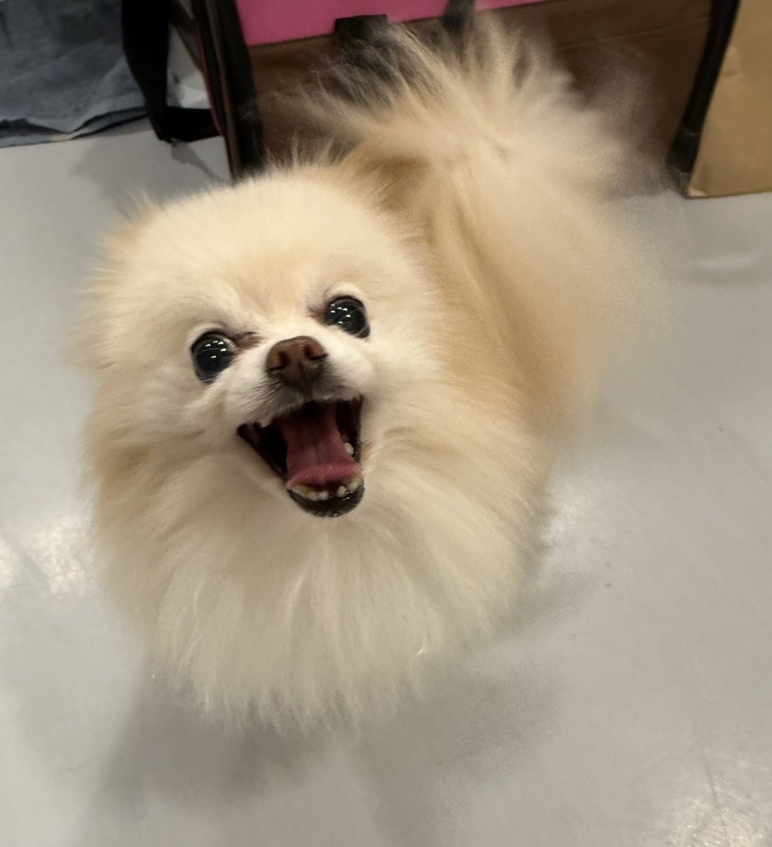 老犬介護ホームろうたす tweet media