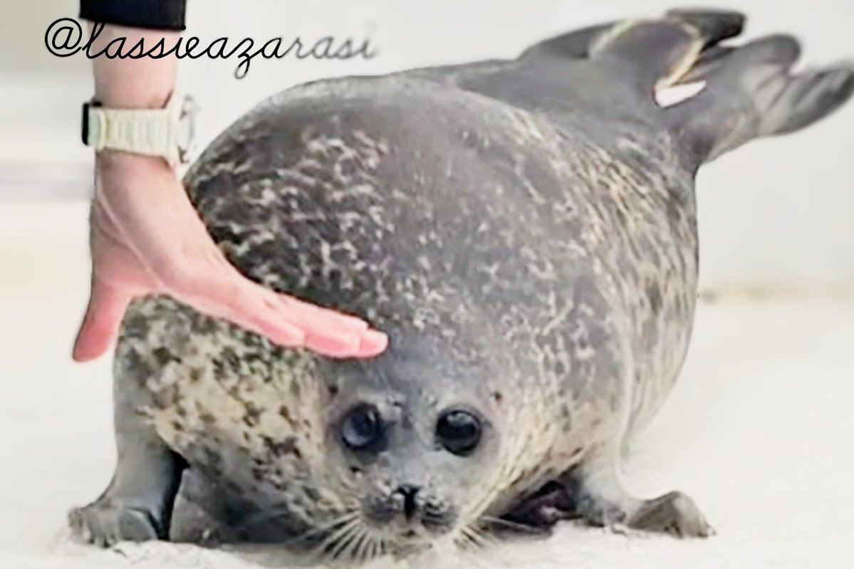 lassie99289125's tweet image. ユキちゃん Yuki

 #海遊館  #アザラシ  #seal