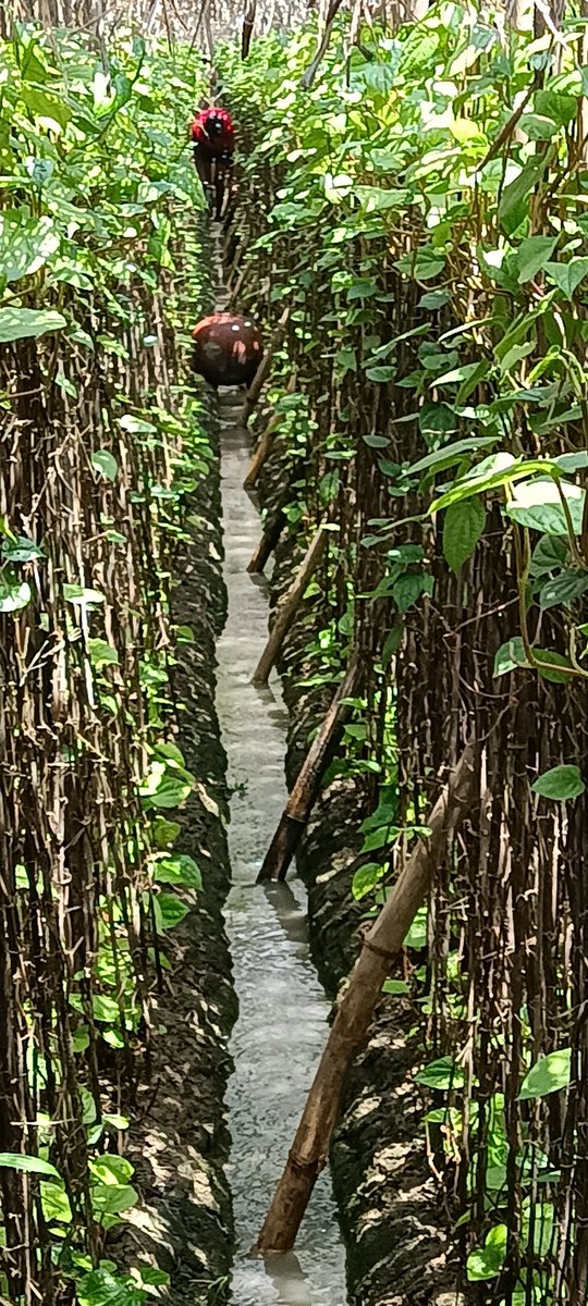 Magadh ka yoddha tweet media