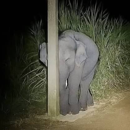 sia.มุแดงมีหนวดโบหยั่ย tweet media