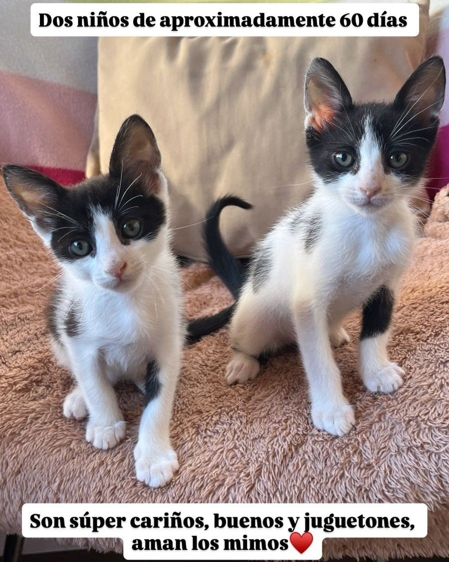 Fundación De Gatitos tweet media