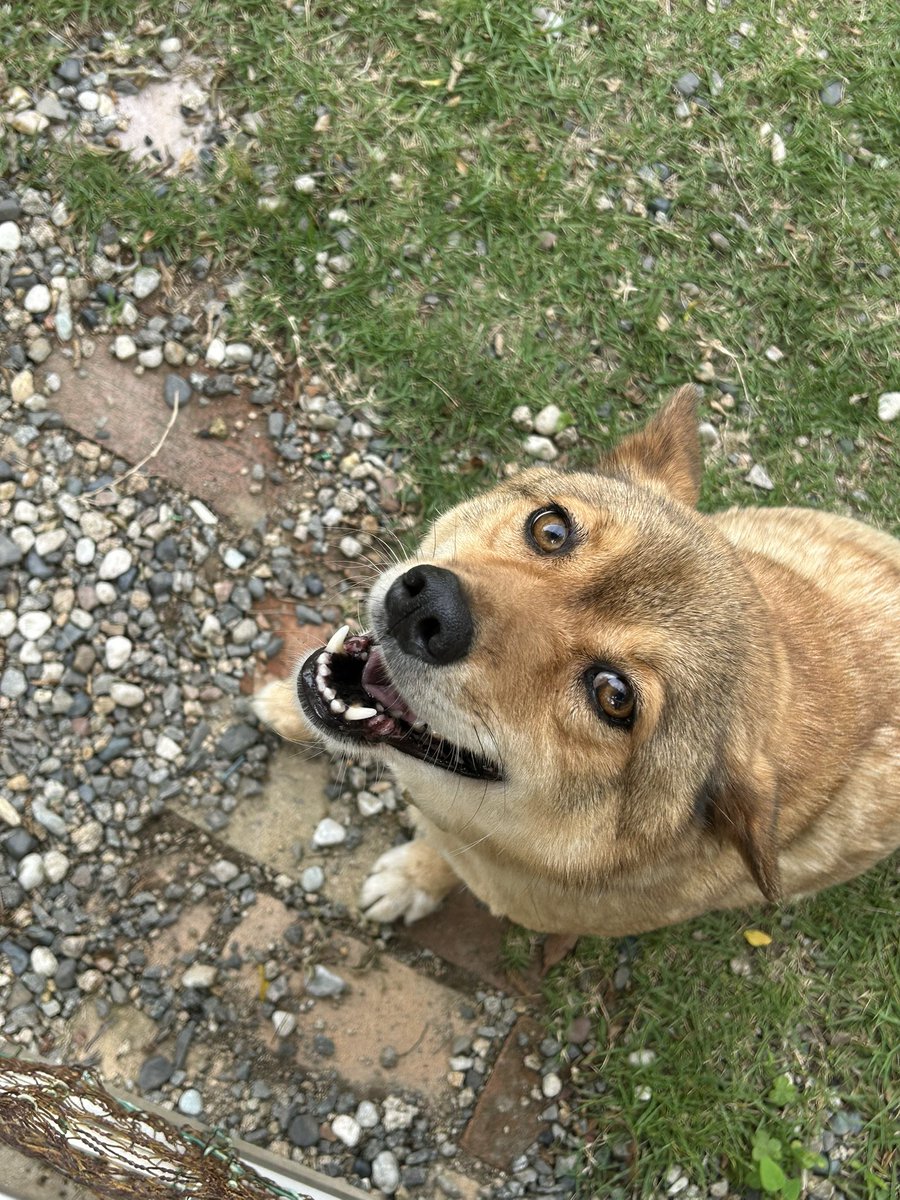 cagu1222's tweet photo. @BlackShiba_chan 保護犬で何の種類がミックスされてるか分からないのですが、しばちゃんは何のミックスだと思いますか??? https://t.co/M4TvnWoLVj