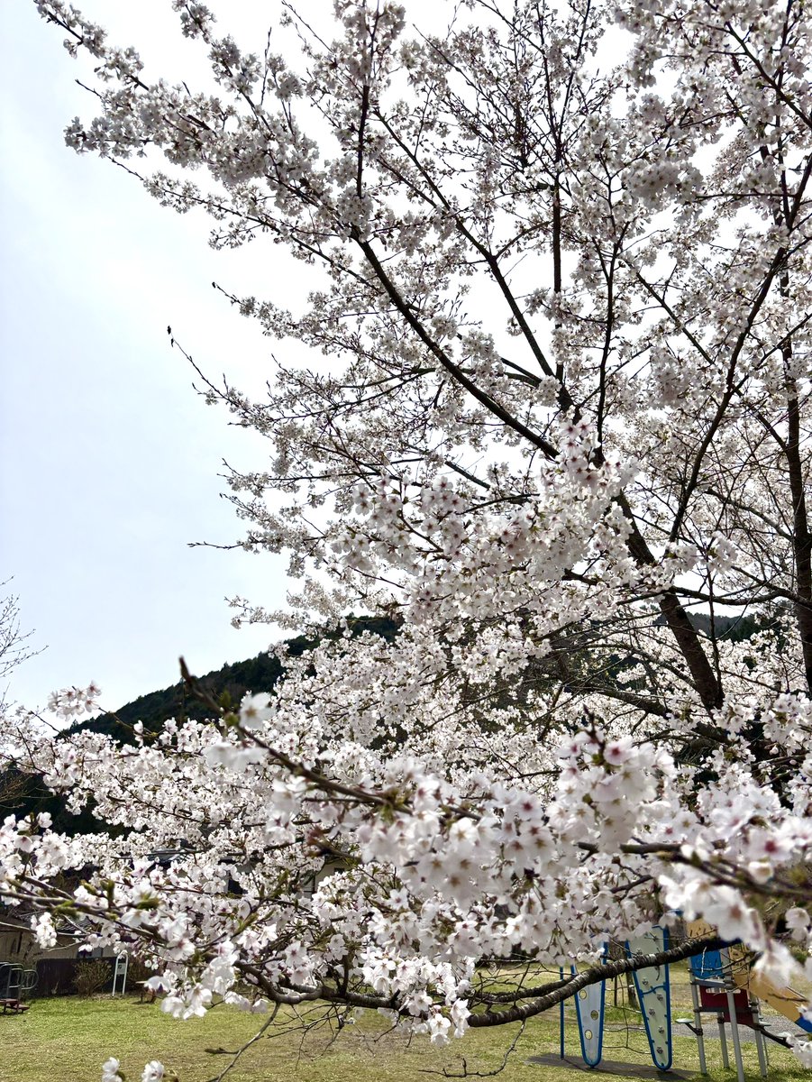 EnomotoNikko's tweet photo. 会社近くの公園で桜が満開でした🌸 https://t.co/yZ3NlUVV4K