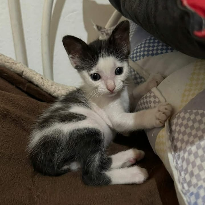 Fundación De Gatitos tweet media