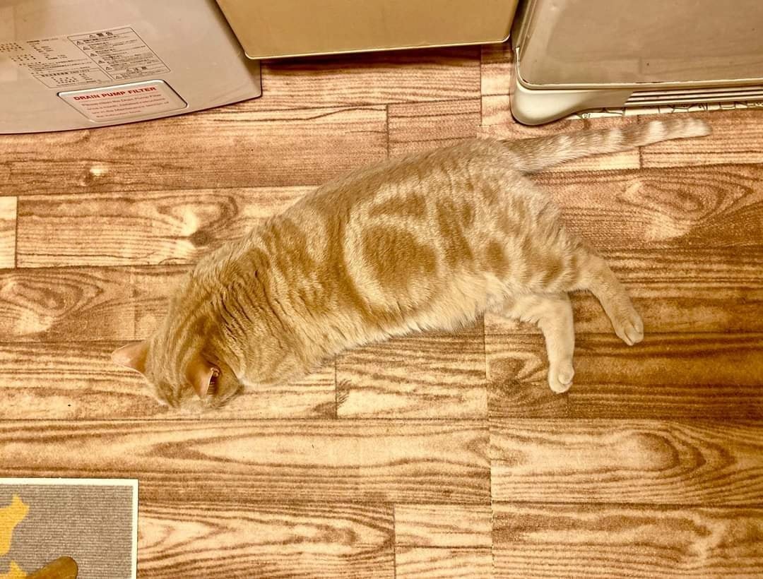 haratake tweet media