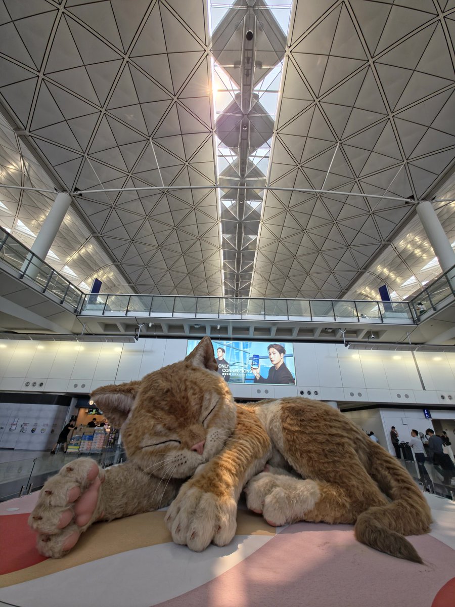 catisfluffgod's tweet image. ใครอยู่ฮ่องกงบ้างง สนามบินมีเเมวยักษ์ด้วยย #hongkong