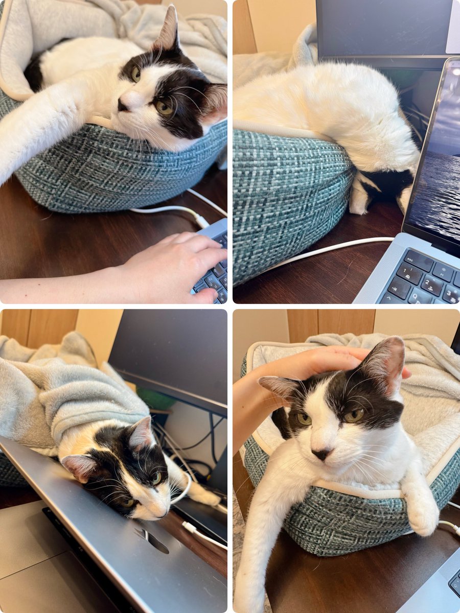 mochi202007's tweet photo. いいこいいこ

#保護猫 #猫 #猫のいる暮らし https://t.co/TG7Kf8onHj