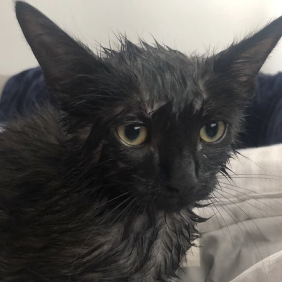 per 🐈⬛ ྀི tweet media