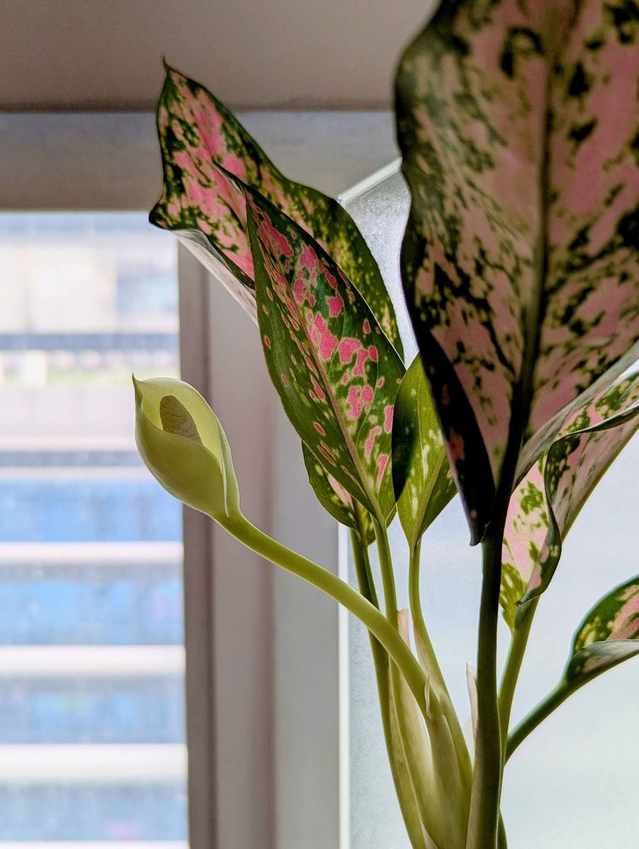 প্রিয়দর্শিনী tweet media