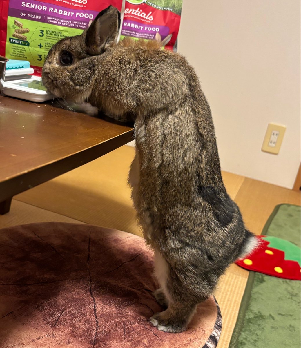 ながーーーい
#うさぎ？