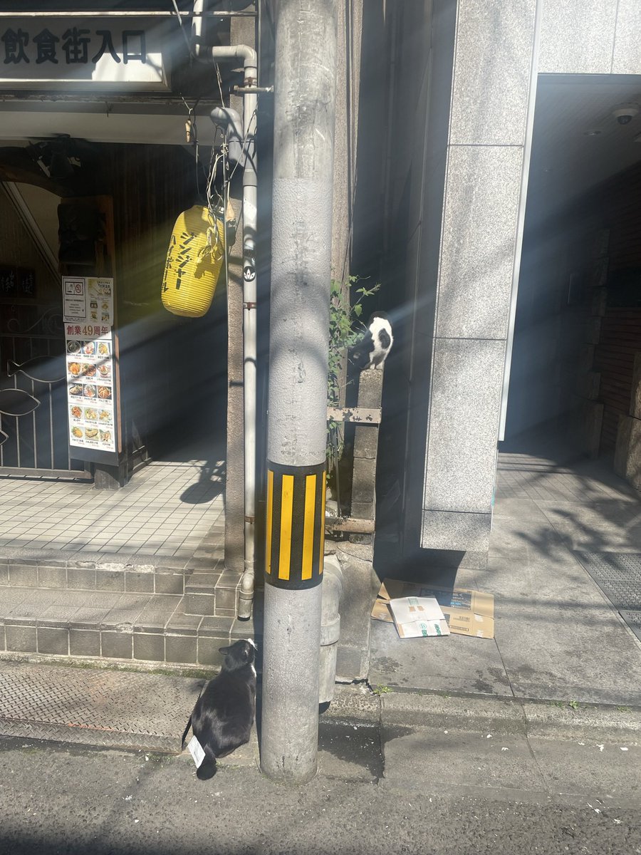 sin__j0's tweet photo. 東一の猫ちゃんバズってた

3年前の写真だけどこれよりまん丸くなっててかわいさ増してるね https://t.co/51QHS8cRal