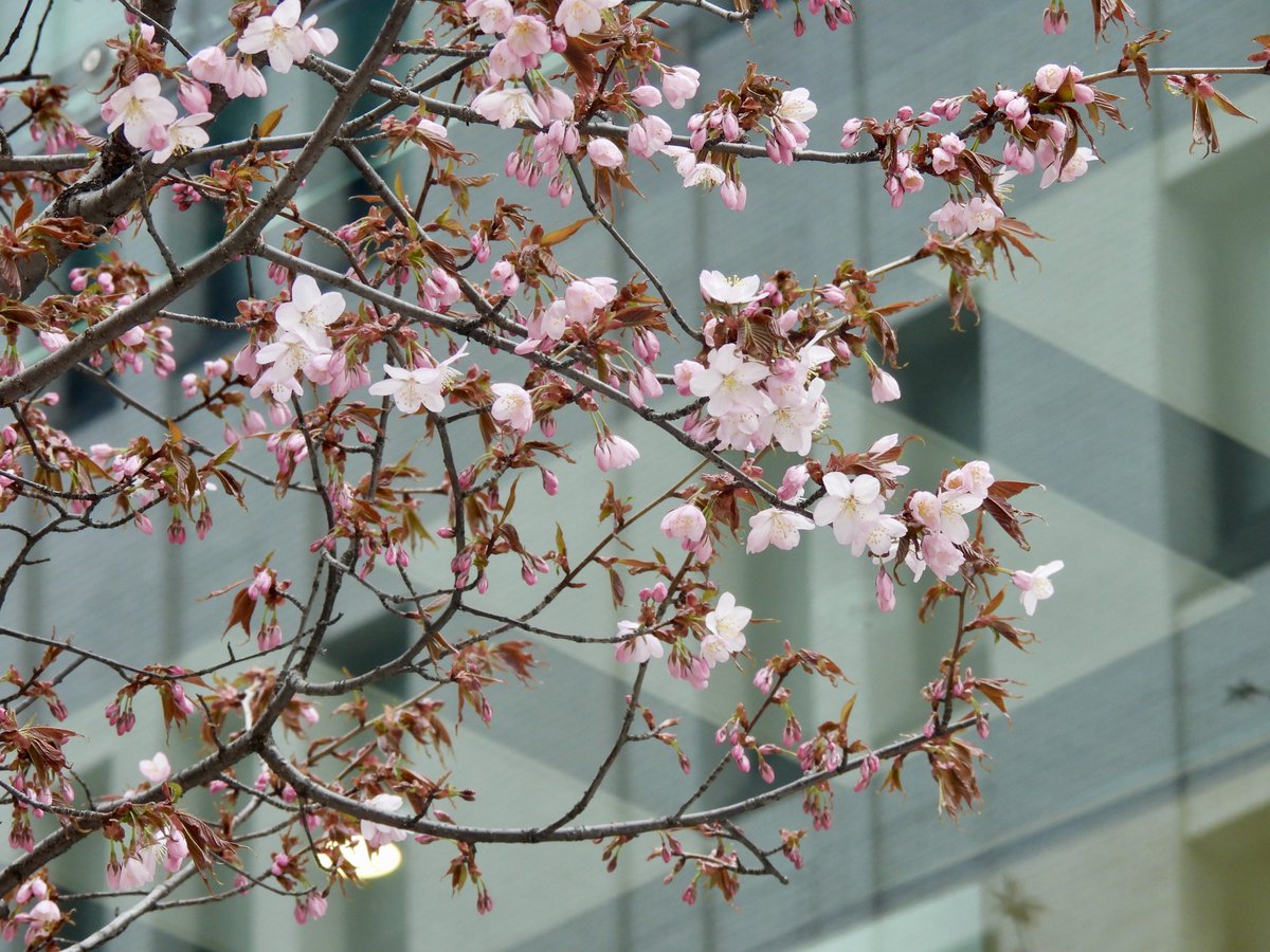 札幌に移住しただんごむし tweet media