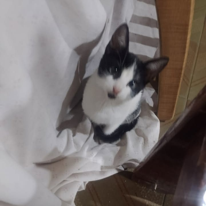 Fundación De Gatitos tweet media