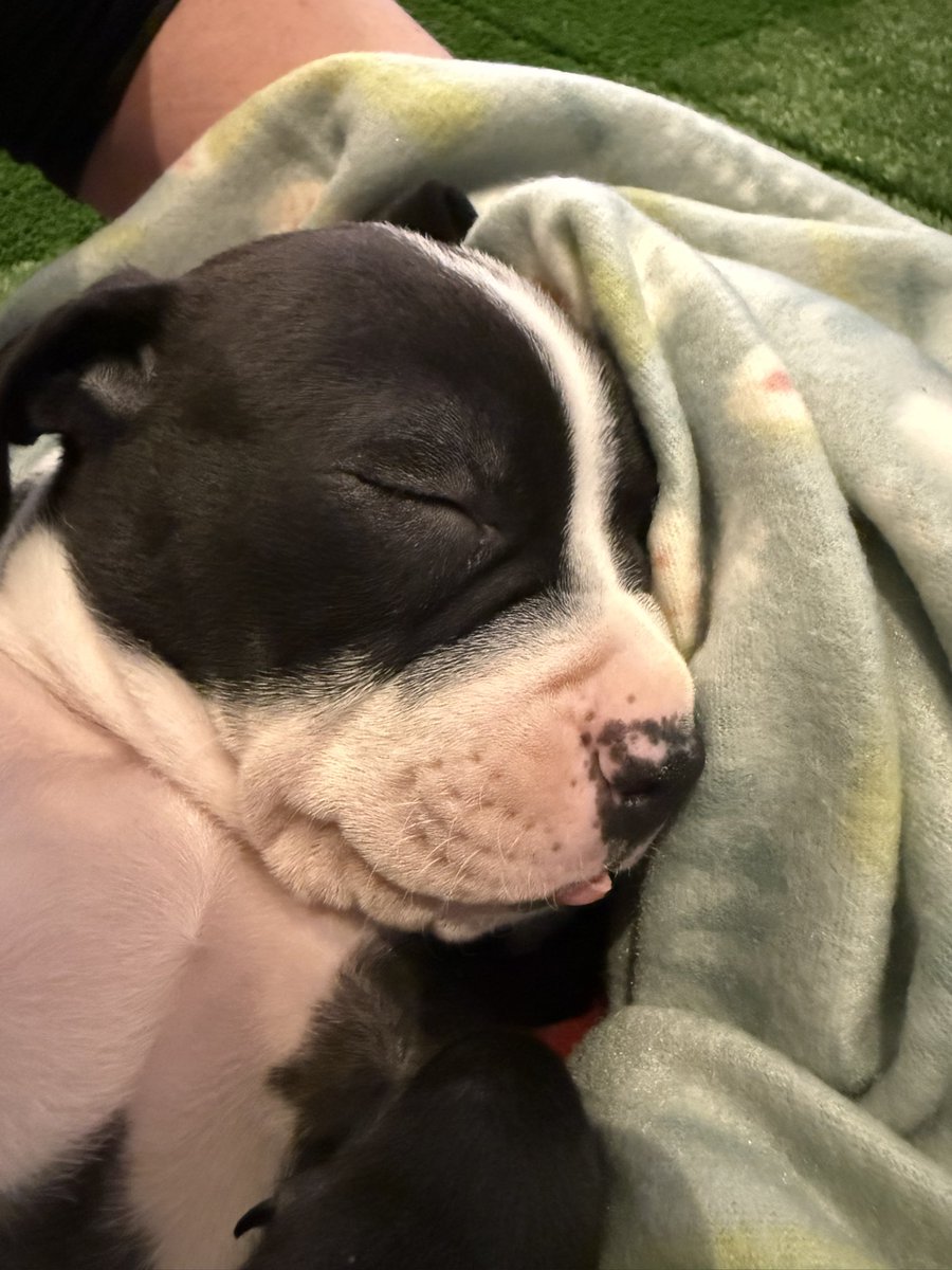 Alise | อลิส 🖤 NYC May 2026 tweet media