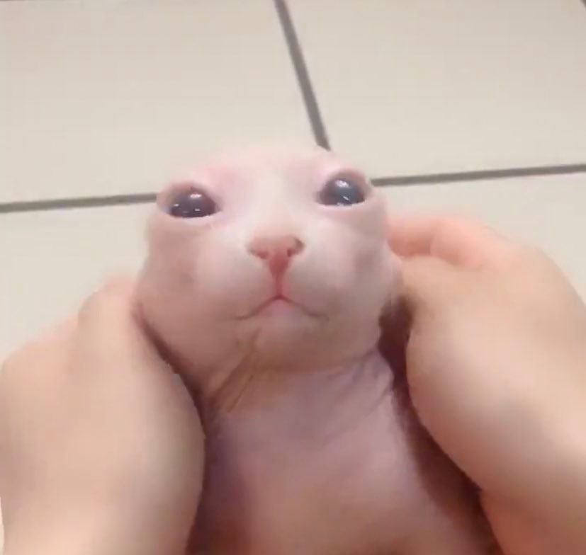 Noah Figueroa tweet media