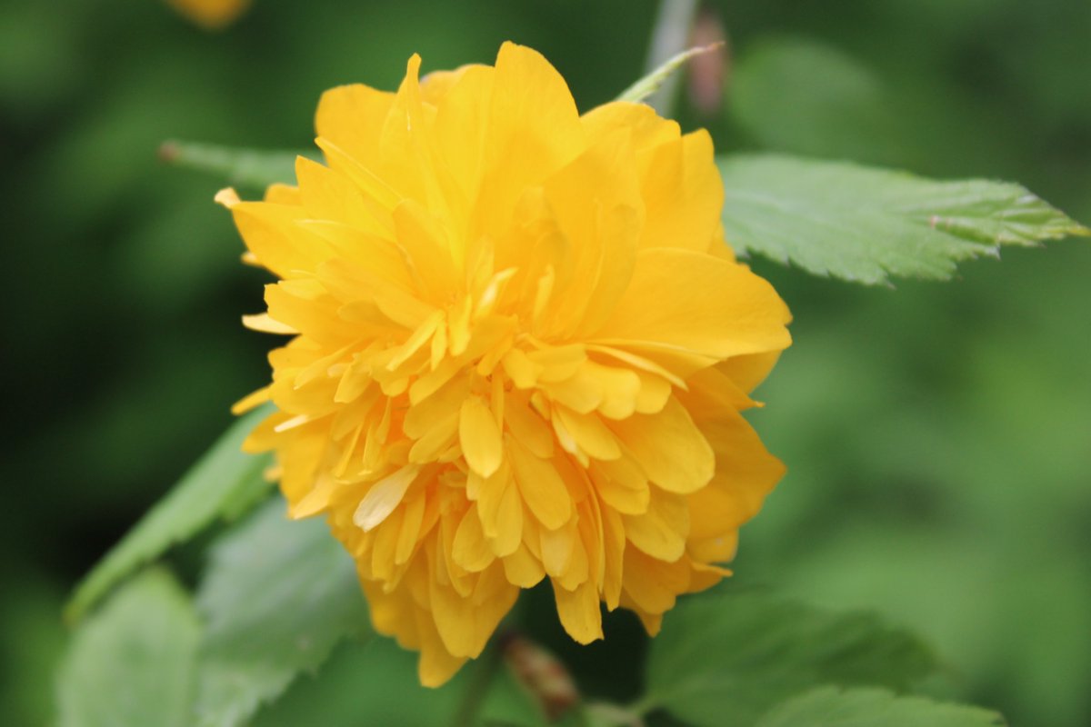 向島百花園 tweet media