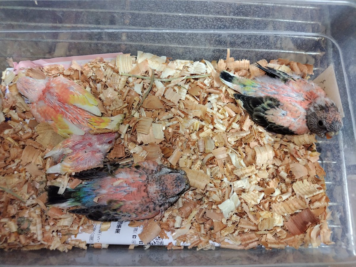 Ｊ・アシスト tweet media